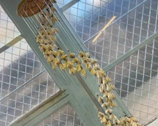 71 Vintage Puka Shell Boho Spriral Windchimemin