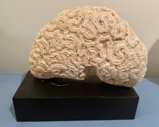 $200.00……..Fossilized Brain Coral 