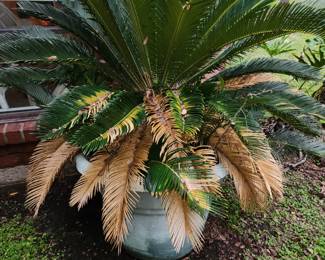 Large Palm Tree
