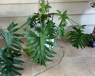 philodendron