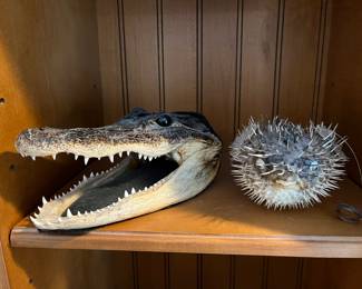 Taxidermy alligator head and blowfish.