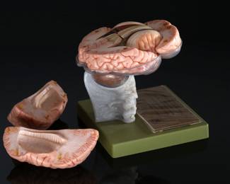 SOMSO German Medical 15 Part Dissectible Brain Model Zerlegbares Gehirnmodell  BS25	9.75x7x7.25in	124002
