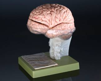 SOMSO German Medical 15 Part Dissectible Brain Model Zerlegbares Gehirnmodell  BS25	9.75x7x7.25in	124002