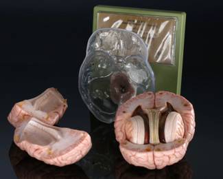 SOMSO German Medical 15 Part Dissectible Brain Model Zerlegbares Gehirnmodell  BS25	9.75x7x7.25in	124002