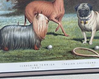 Cassell's Illustrated Book of the Dog Framed Litho Pug/ Italian Greyhound/ Yorkshire Terrier Vincent Brooks Day & Son Lithograph	Frame: 14x17x1in	124051
