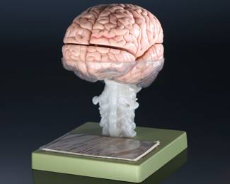SOMSO German Medical 15 Part Dissectible Brain Model Zerlegbares Gehirnmodell  BS25	9.75x7x7.25in	124002