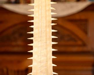 Vintage Natural Sawfish Rostrum/Bill Mounted on Petrified Wood Sawtooth Specimens	26x11x9in	115040