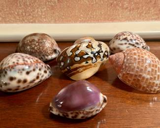 Seashells