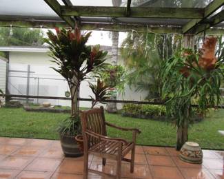 FOS pots with tree hanging stag horn ferns