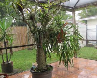 FOS large tree in pot