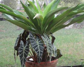 FOS large plant in pot