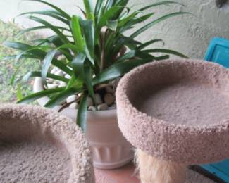 FOS kitty post plant