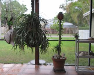 FOS ferns, pots, shelves