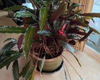 thumbnail 659dc5a40d862 