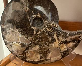 Polished Ammonite Fossil
