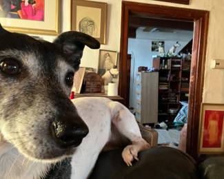 Who's in charge here???! My pup (NFS)