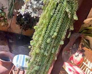 Donkey tails over 20 yrs old!