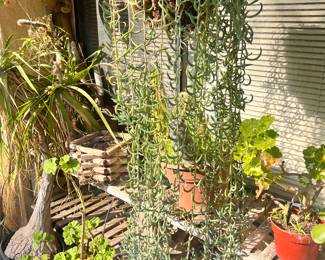 SO HEALTHY & BEAUTIFUL!