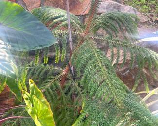 BEAUTIFUL TREE FERN