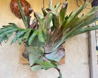 ANOTHER AMAZING STAG