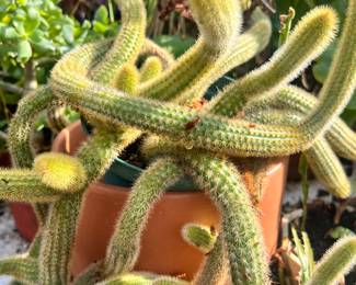 JUST LIKE A SNAKE - BEAUTIFUL CACTI 