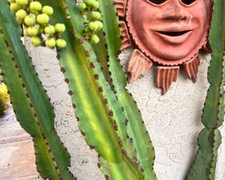 SUCCULENT GALORE - JUST KEEP SCROLLING THE PICS...