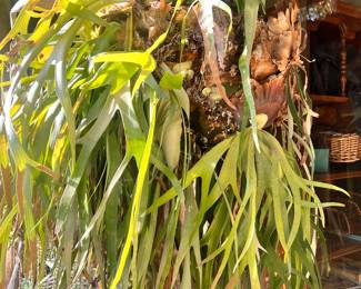 BIG MOMMA STAG ON CHAIN