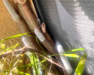 LITERALLY LIKE A FURY SOMETHING IN THE CORNER...BRING GLOVES PLEASE!