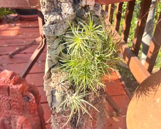 Mini airplant on wood with moss