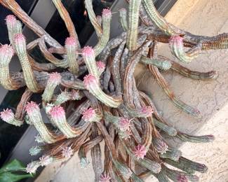 EXOTIC CACTI BLOOMING