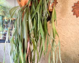 OK WE HAVE OVER 6 STAGHORN FERNS THROUGHOUT OUR LUSH GARDEN