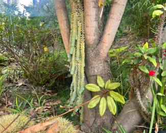 WE HAVE DONKEY TAILS THROUGHOUT THE PROPERTY!