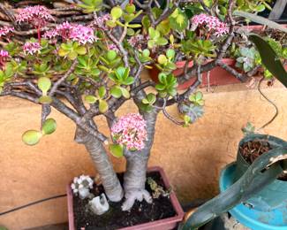 Over 50 yrs old! These bonsai jade are incredible!