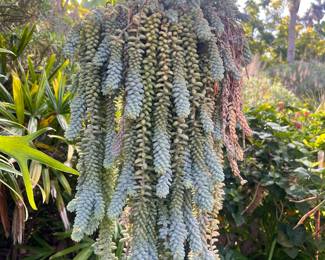 THICK DONKEY TAIL