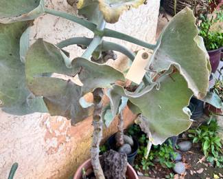 GIANT ELEPHANT EARS..these came from Thailand!