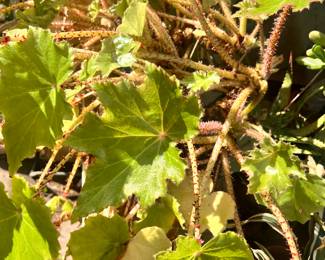 The biggest and oldest Begonia EVER
