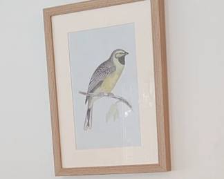 Framed Bird Prints