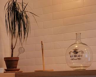 Merlot Bottle Plant
