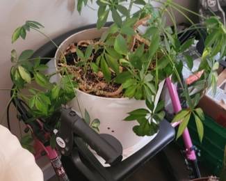 Walker not available