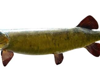 Vintage Muskellunge Taxidermy Fish
