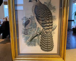J . Gould ? Litograph Period Frame