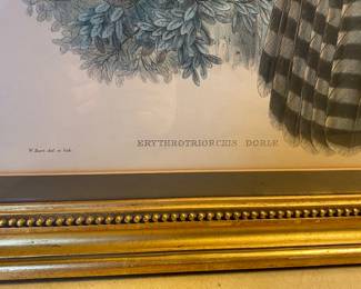 J . Gould ? Litograph Period Frame