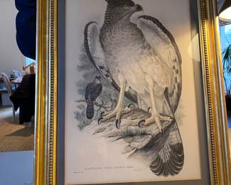 J . Gould ? Litograph Period Frame