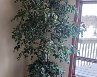 Fake ficus tree