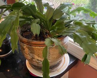 Potted Christmas Cactus