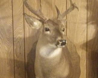 Deer mount