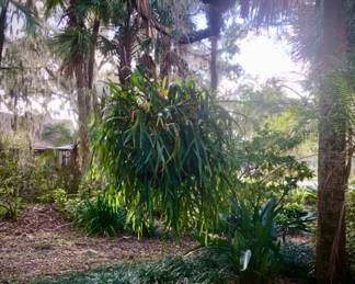 Very large Staghorn fern
