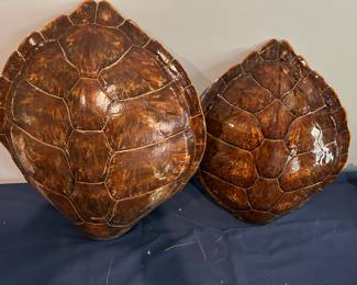 TURTLE SHELLS.