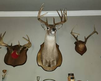 Deer Mounts