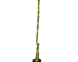  8 foot tall Mexican Fence Post Cactus ( Stenocereus marginatus)
